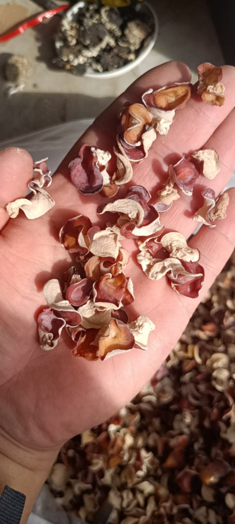 贵妃粉木耳粉木耳单片精选粉木耳小粉木耳干品粉木耳厂家直发