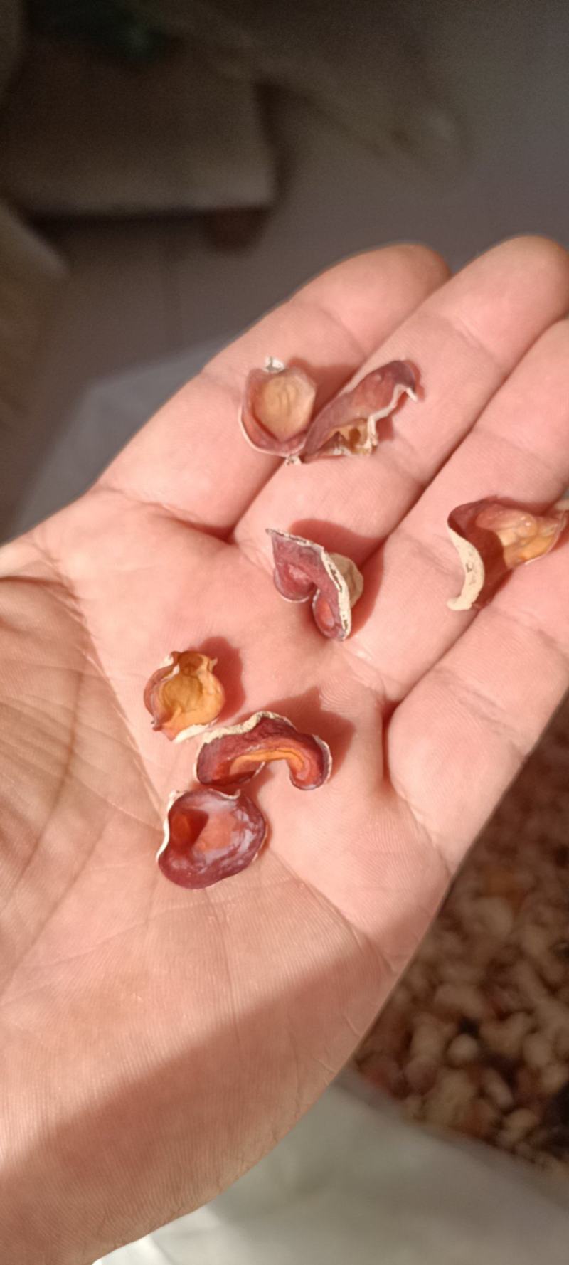 贵妃粉木耳粉木耳单片精选粉木耳小粉木耳干品粉木耳厂家直发