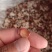 贵妃粉木耳粉木耳单片精选粉木耳小粉木耳干品粉木耳厂家直发