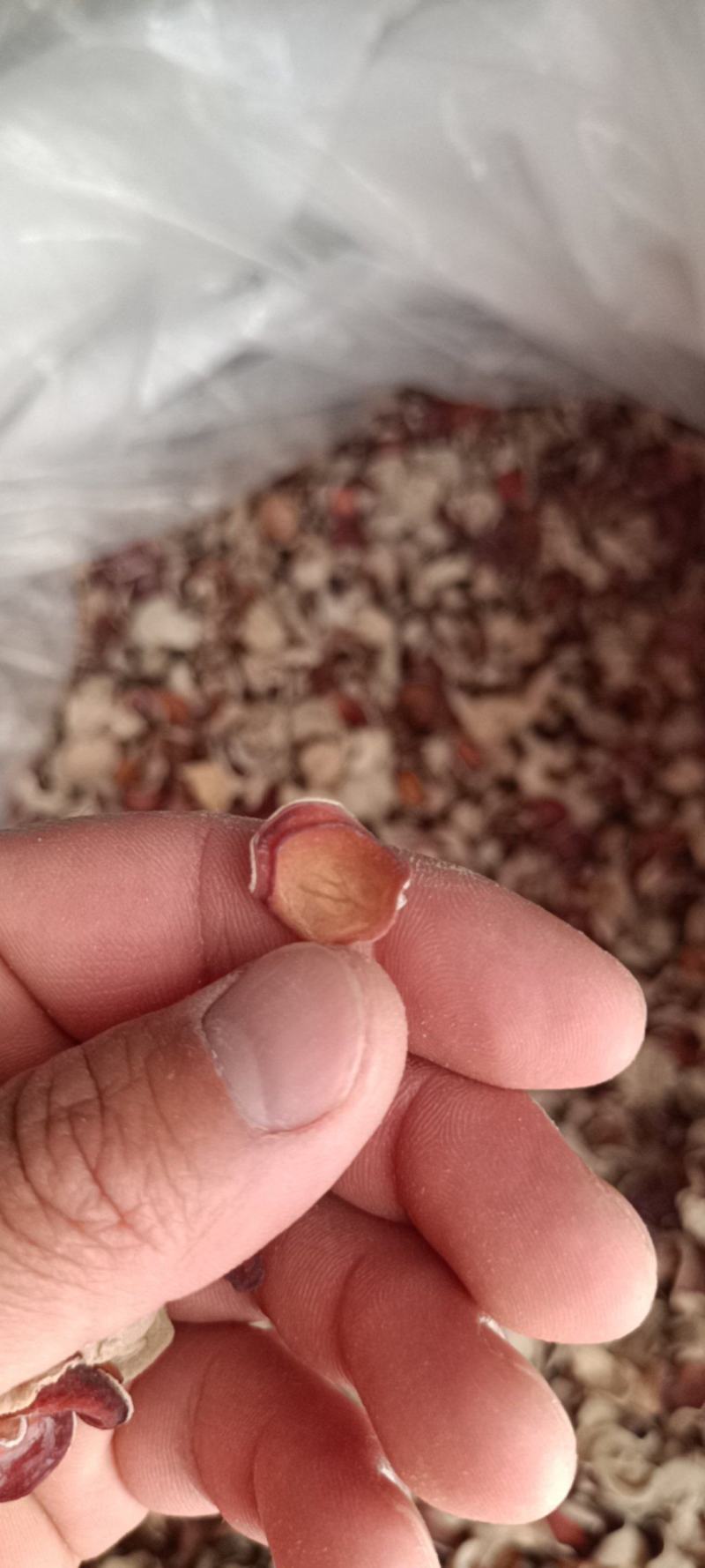 贵妃粉木耳粉木耳单片精选粉木耳小粉木耳干品粉木耳厂家直发
