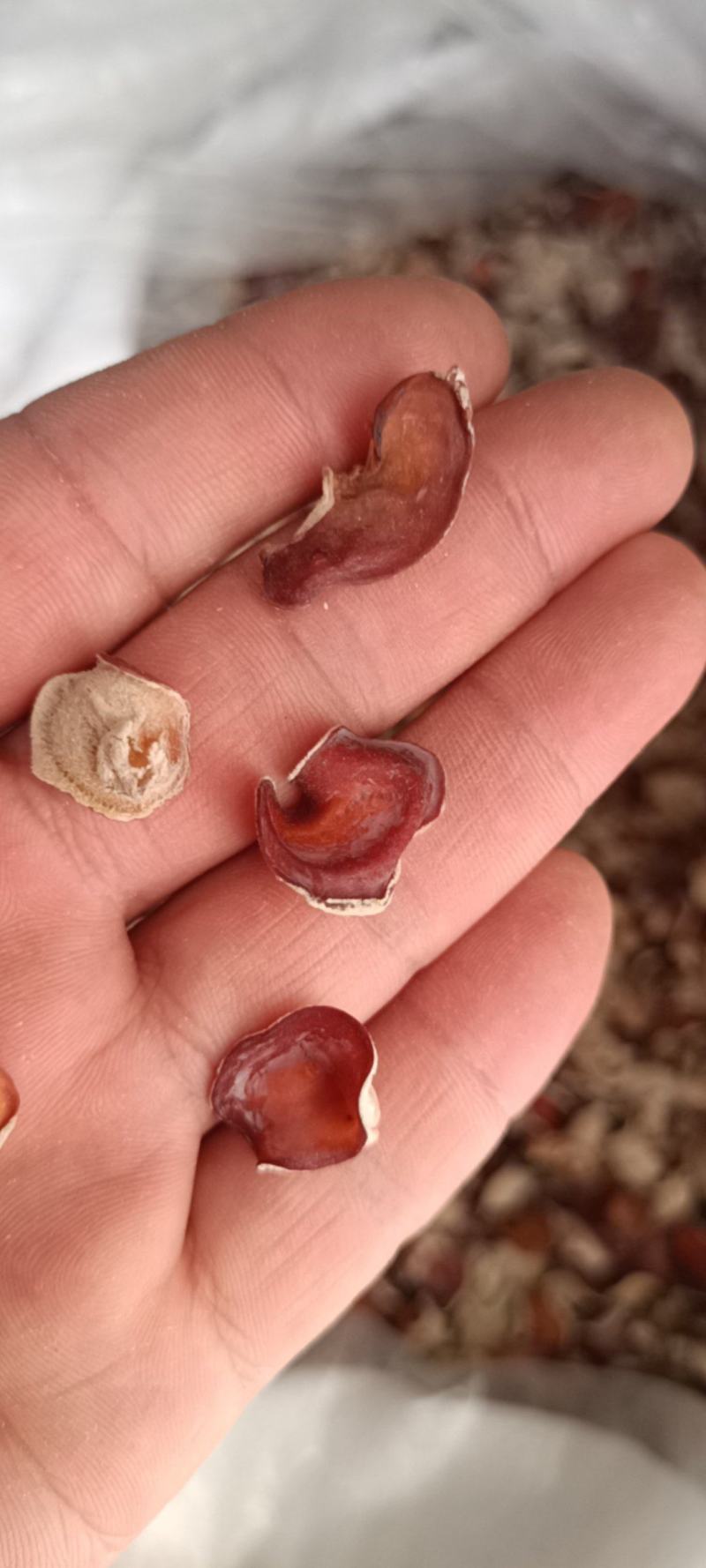 贵妃粉木耳粉木耳单片精选粉木耳小粉木耳干品粉木耳厂家直发