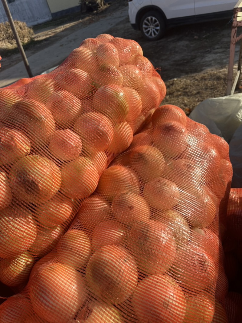 精品山东扒皮洋葱大量现货对接全国各批发市场加工厂