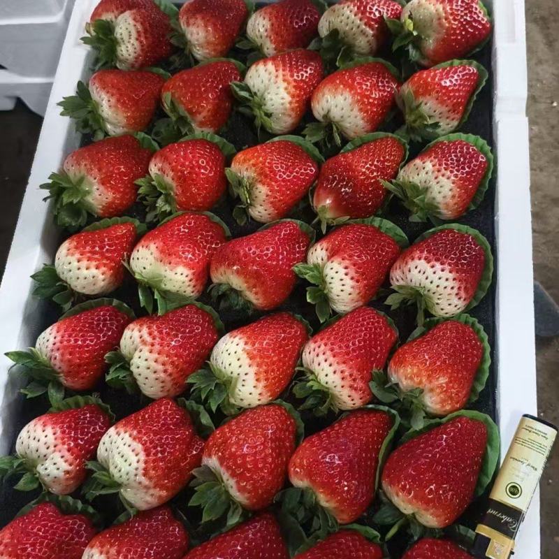 妙香香野联盟草莓等品种齐全，大量批发，全国发货