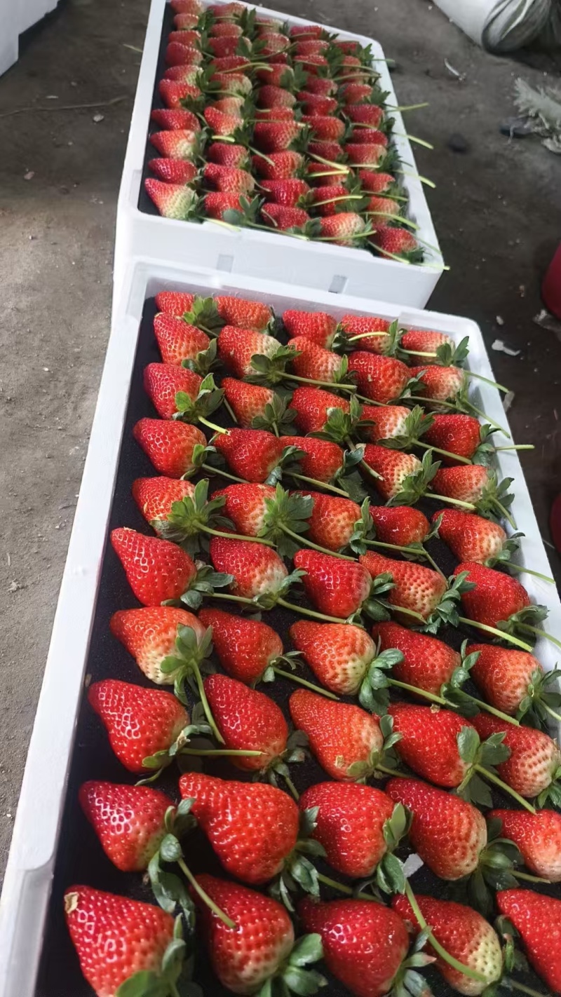 妙香香野联盟草莓等品种齐全，大量批发，全国发货
