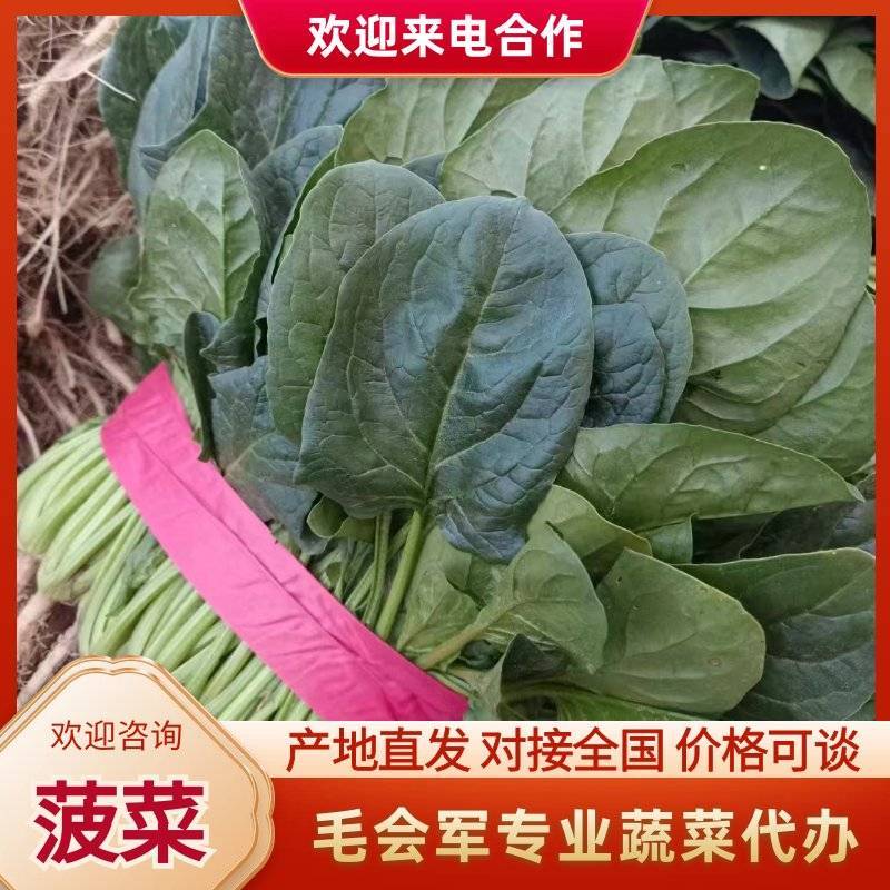 河南省滑县大棚精品菠菜，一手货源，质量保证，专业实力代办