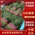 滑县精品大棚菠菜，一手货源，质量保证，专业实力代办