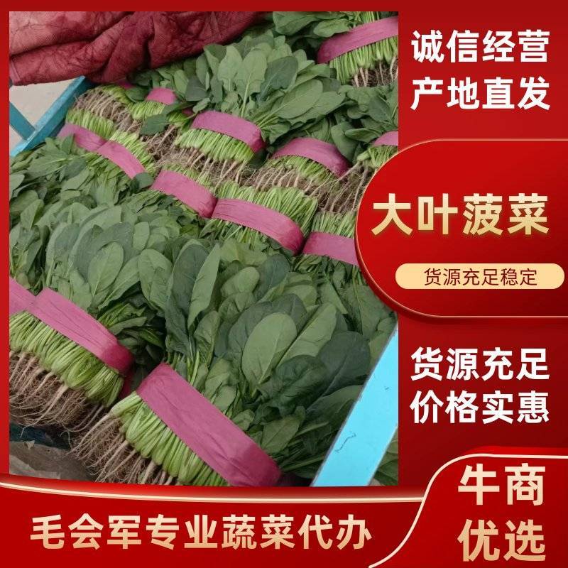 滑县精品大棚菠菜，一手货源，质量保证，专业实力代办