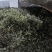 普洱云丝绿茶