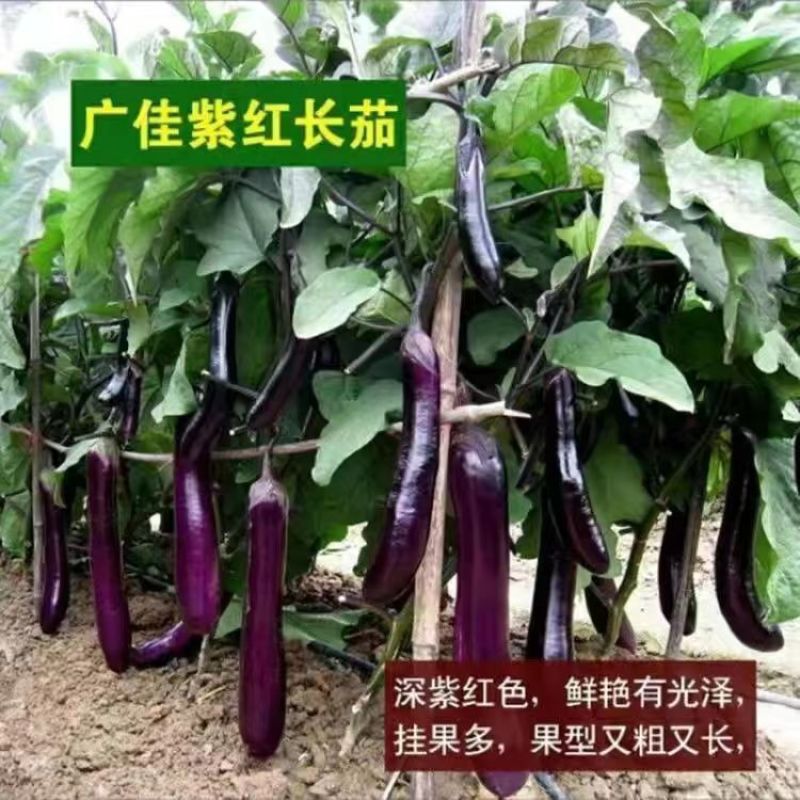 优质各种茄子苗可直播带货，电商一件代发，农副批发
