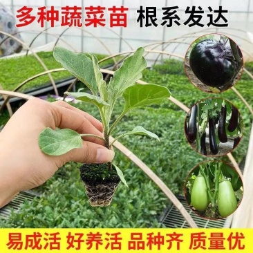 优质各种茄子苗可直播带货，电商一件代发，农副批发