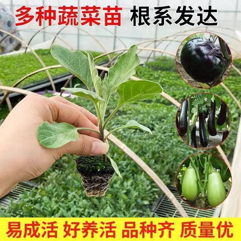 优质各种茄子苗可直播带货，电商一件代发，农副批发