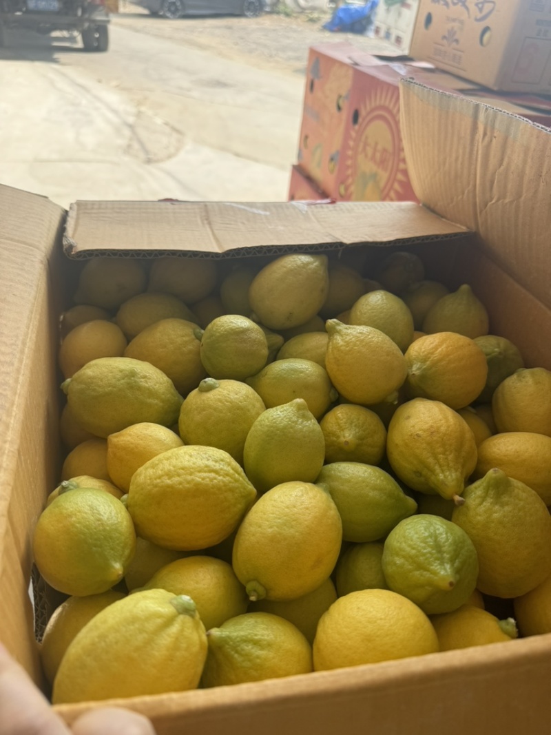 广东香水柠檬一级黄果
