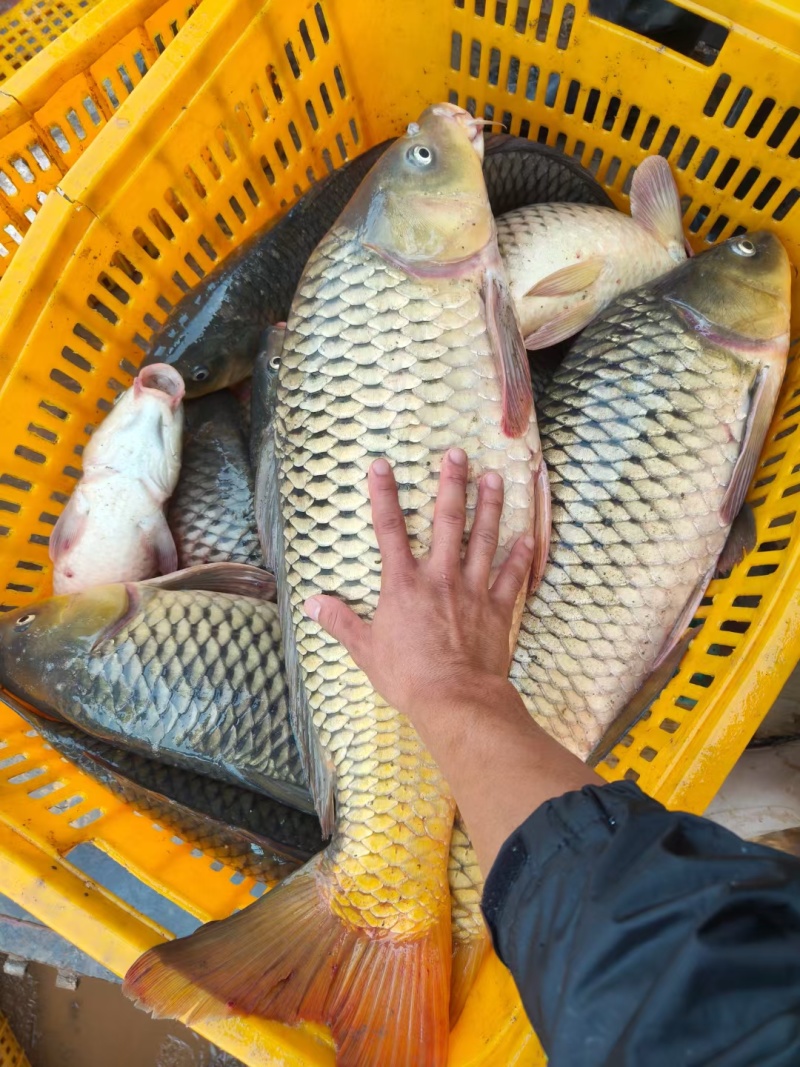 云南本地水库鲜活鲤鱼直供