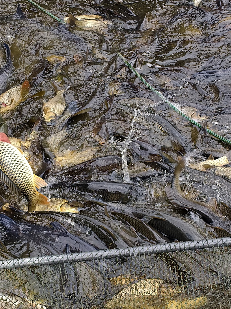 云南本地水库鲜活鲤鱼直供