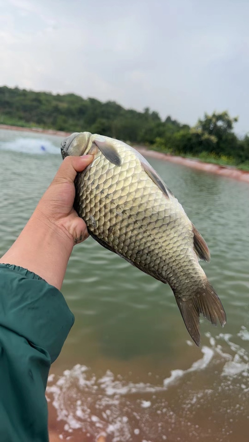 云南本地水库鲜活鲫鱼直供
