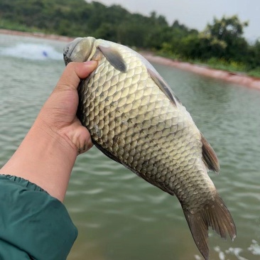 云南本地水库鲜活鲫鱼直供