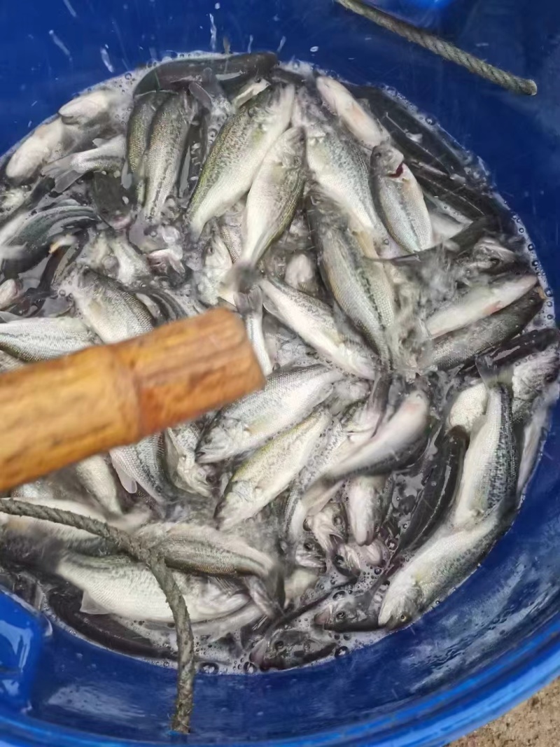云南本地水库鲜活鲈鱼直供