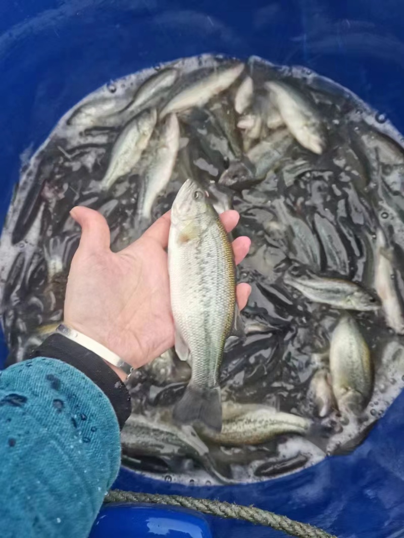 云南本地水库鲜活鲈鱼直供