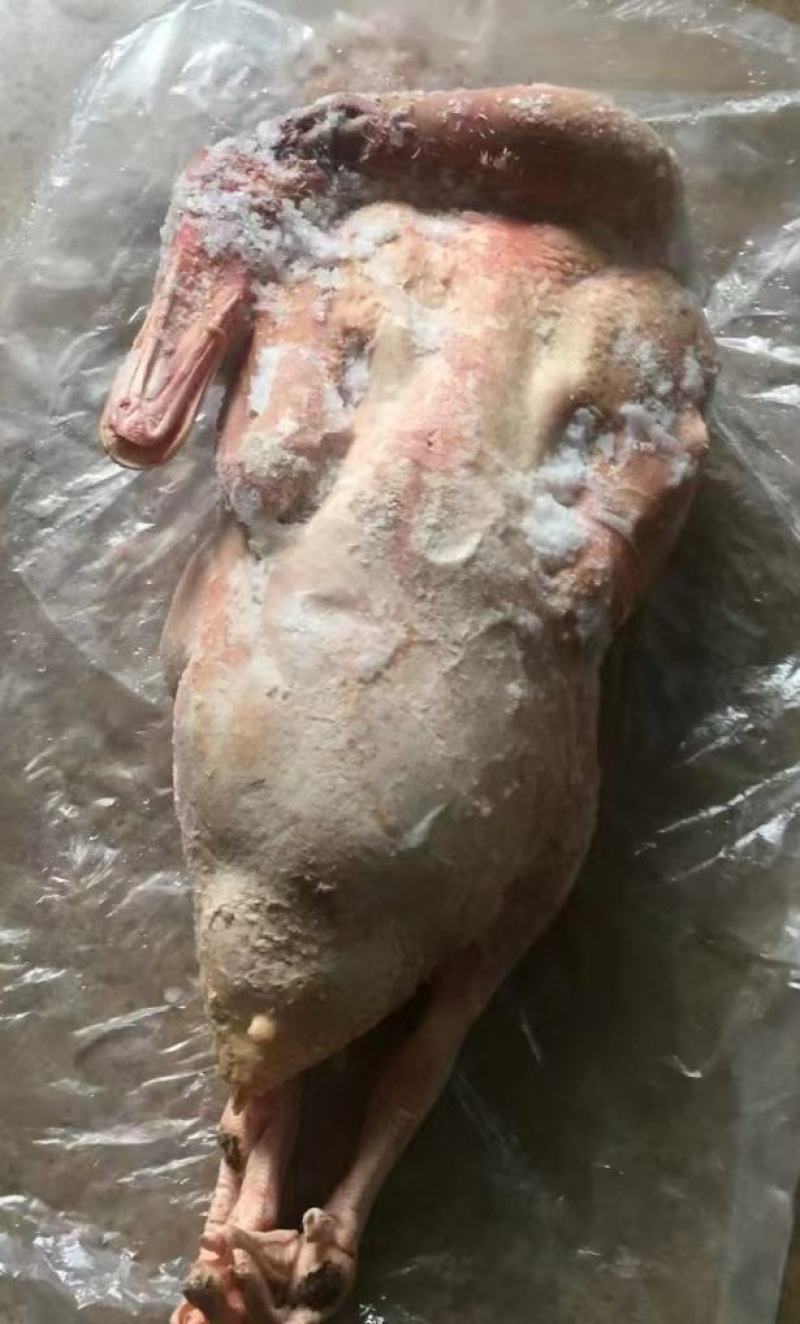 精品大肉鸭，带脚带翅带舌头，价格5一斤，半翻鸭鹦鹉18号