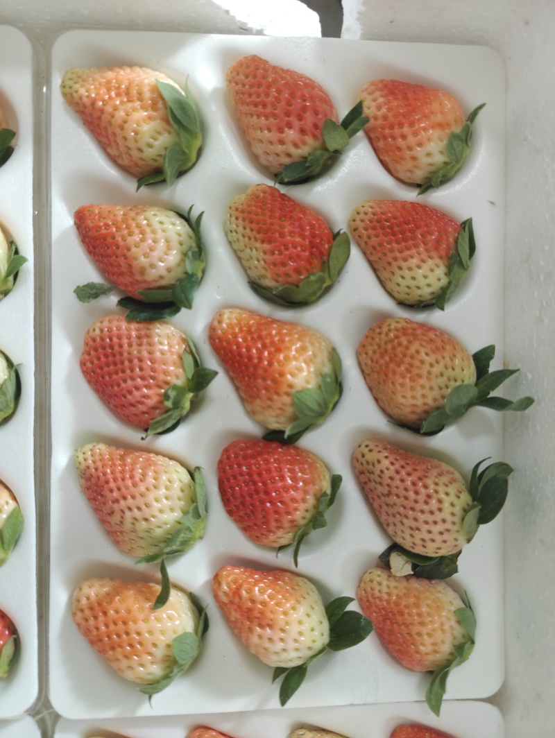 德昌大凉山露天草莓当季新鲜水果奶油红颜草莓