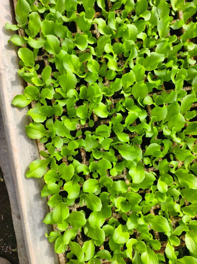 意大利生菜苗/云南生菜苗/基地现挖现发/成活率高量大从优