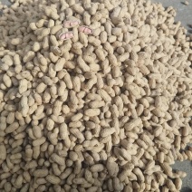 精品花生大量有货产地直销品质保证欢迎打电话咨询