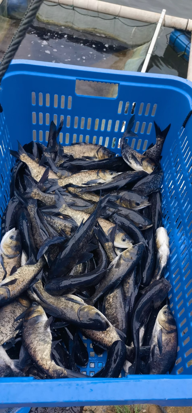 云南本地水库鲜活花鲢鱼直供