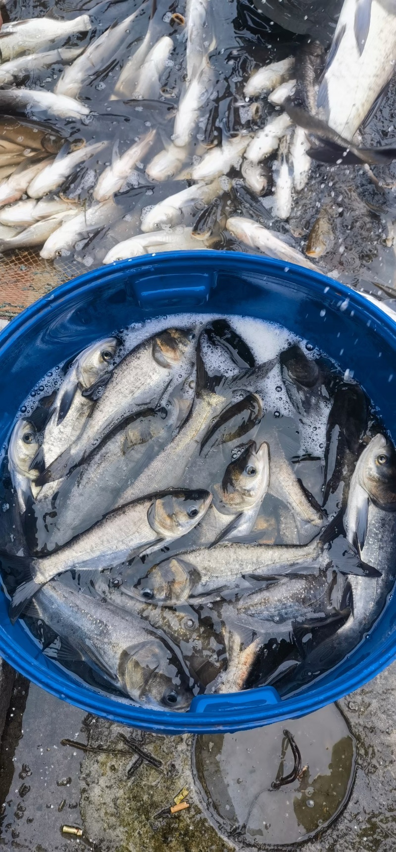 云南本地水库鲜活花鲢鱼直供