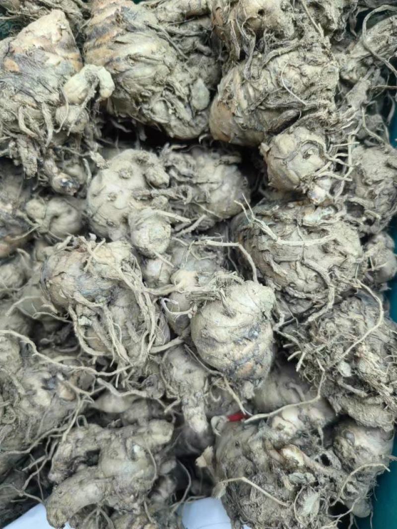 药姜，狗头姜出售，合作共赢谢谢。药姜是一款很高效收益的药