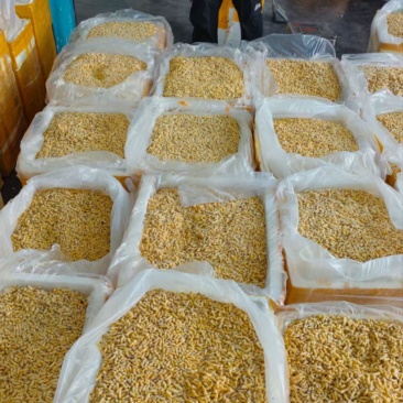 熟冻树蜂1-2-3-4级现货可视频看货，全国发货生冻