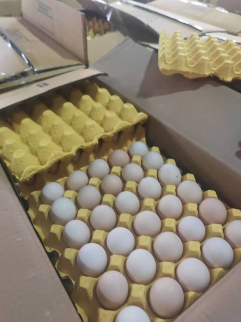 精品鸡蛋粉蛋25-46斤/件量大从优欢迎来电咨询