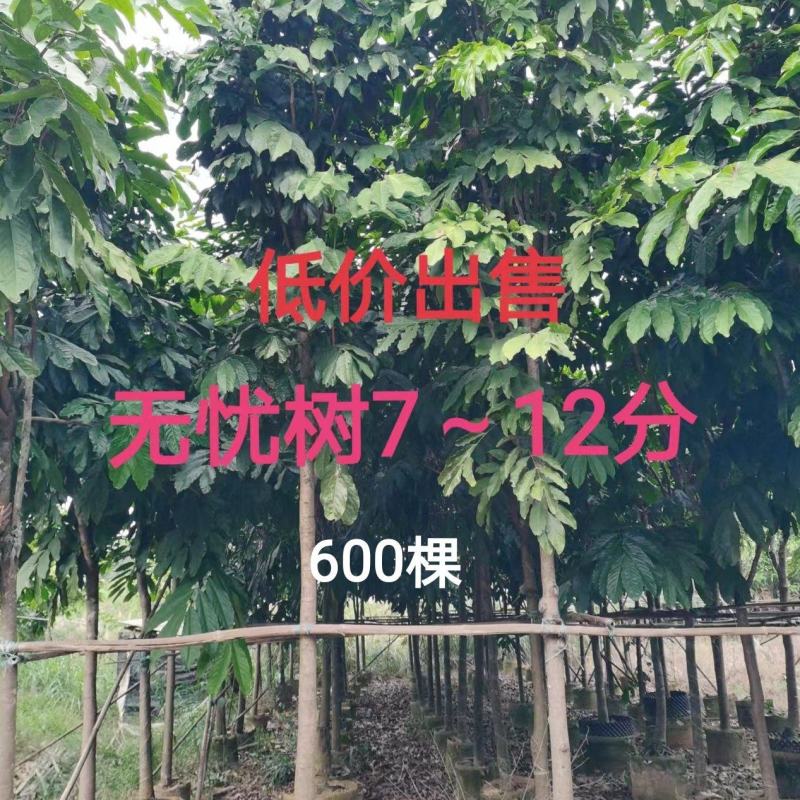 无忧树7～12分低价出售中