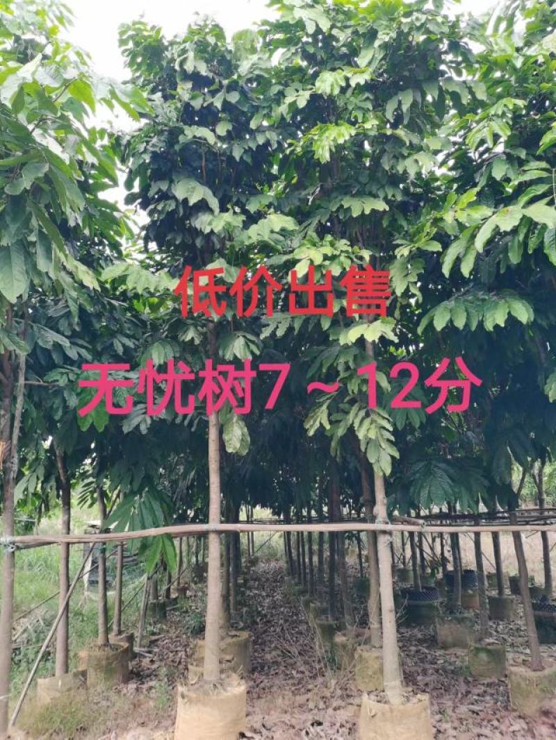无忧树7～12分低价出售中