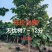 无忧树7～12分低价出售中