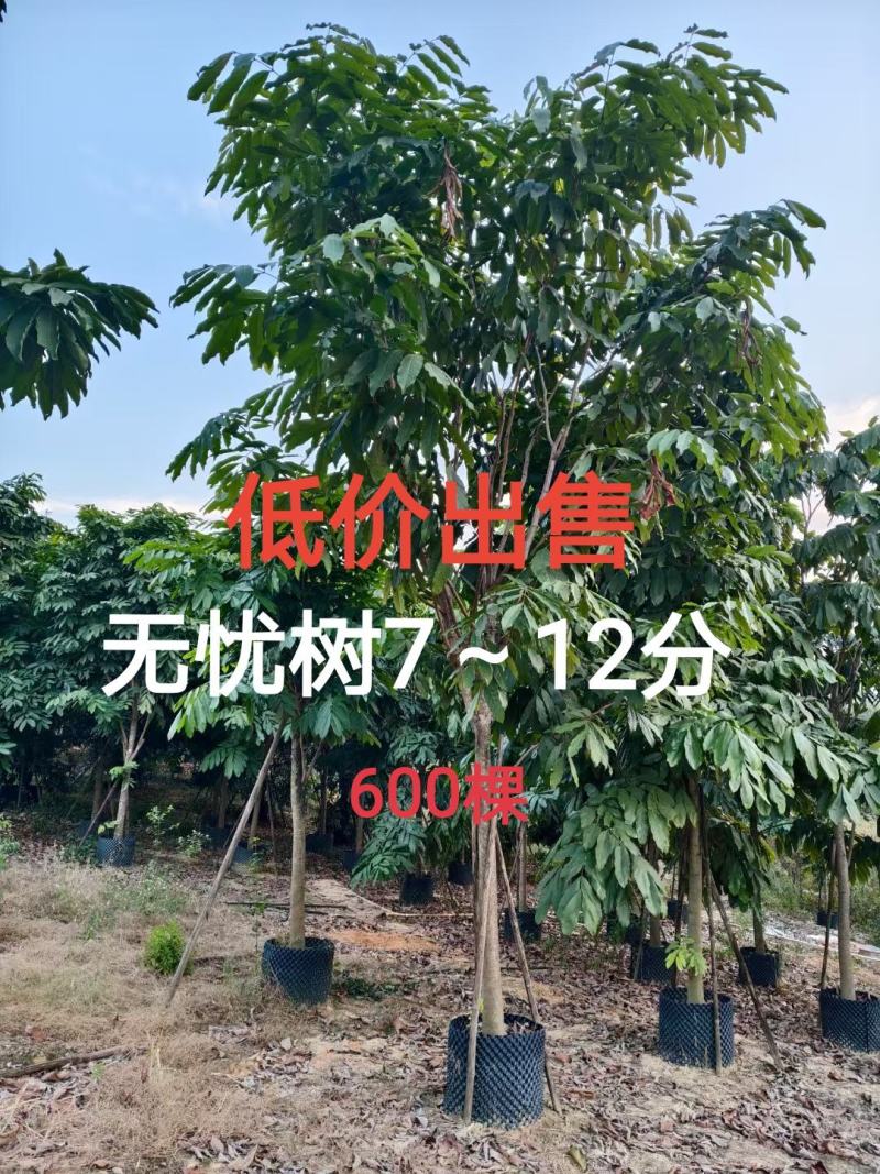无忧树7～12分低价出售中