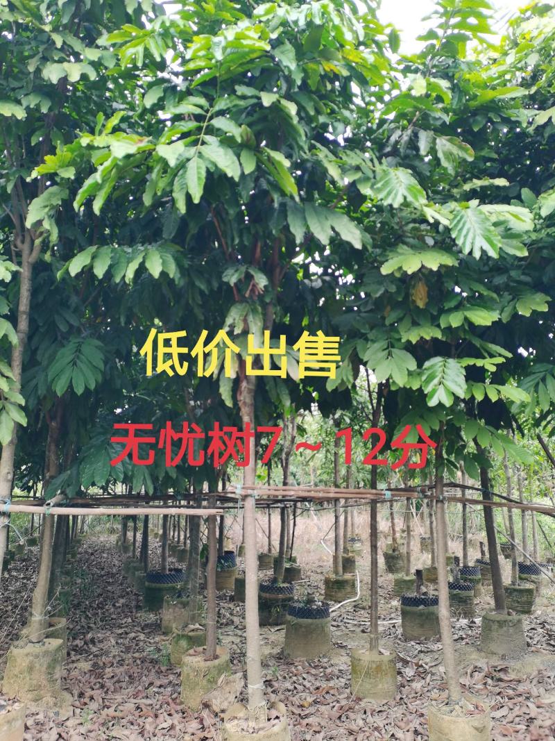 无忧树7～12分低价出售中