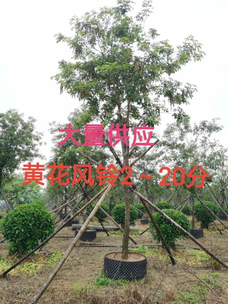 黄花风铃2～20分低价出售