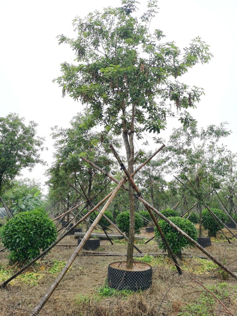 黄花风铃2～20分低价出售