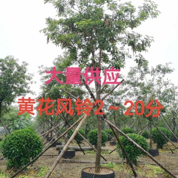 黄花风铃2～20分低价出售