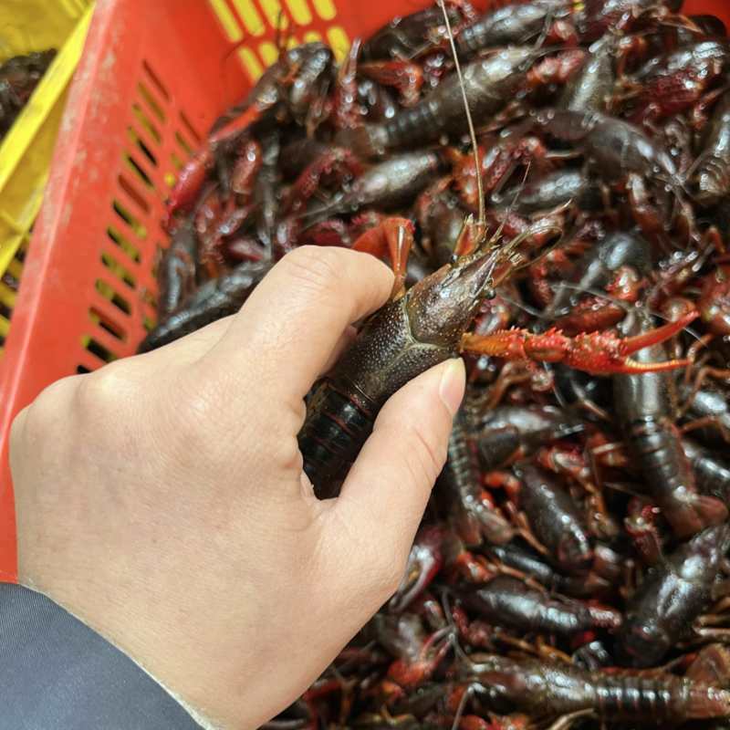 精品小龙虾