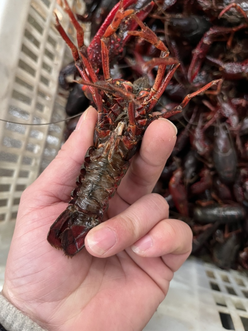 精品小龙虾