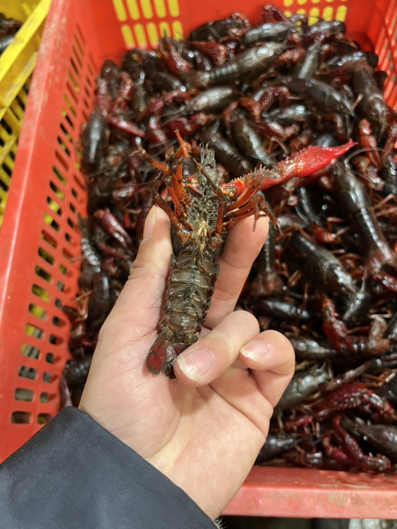 精品小龙虾