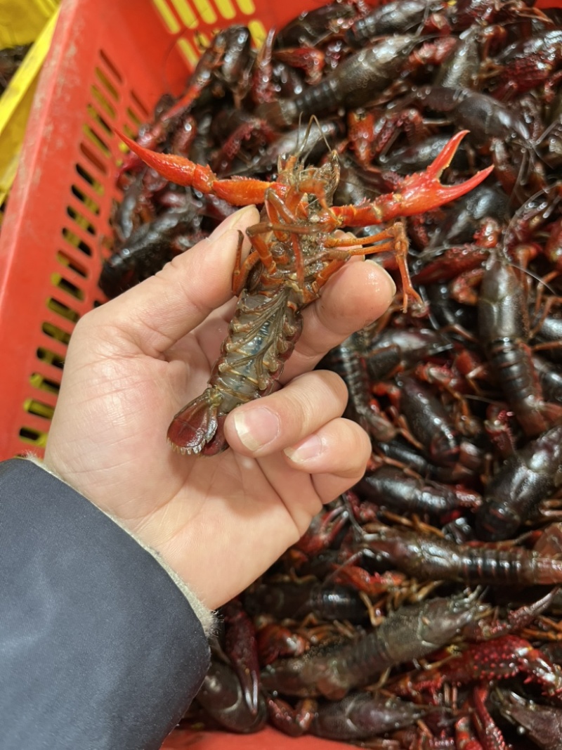 精品小龙虾