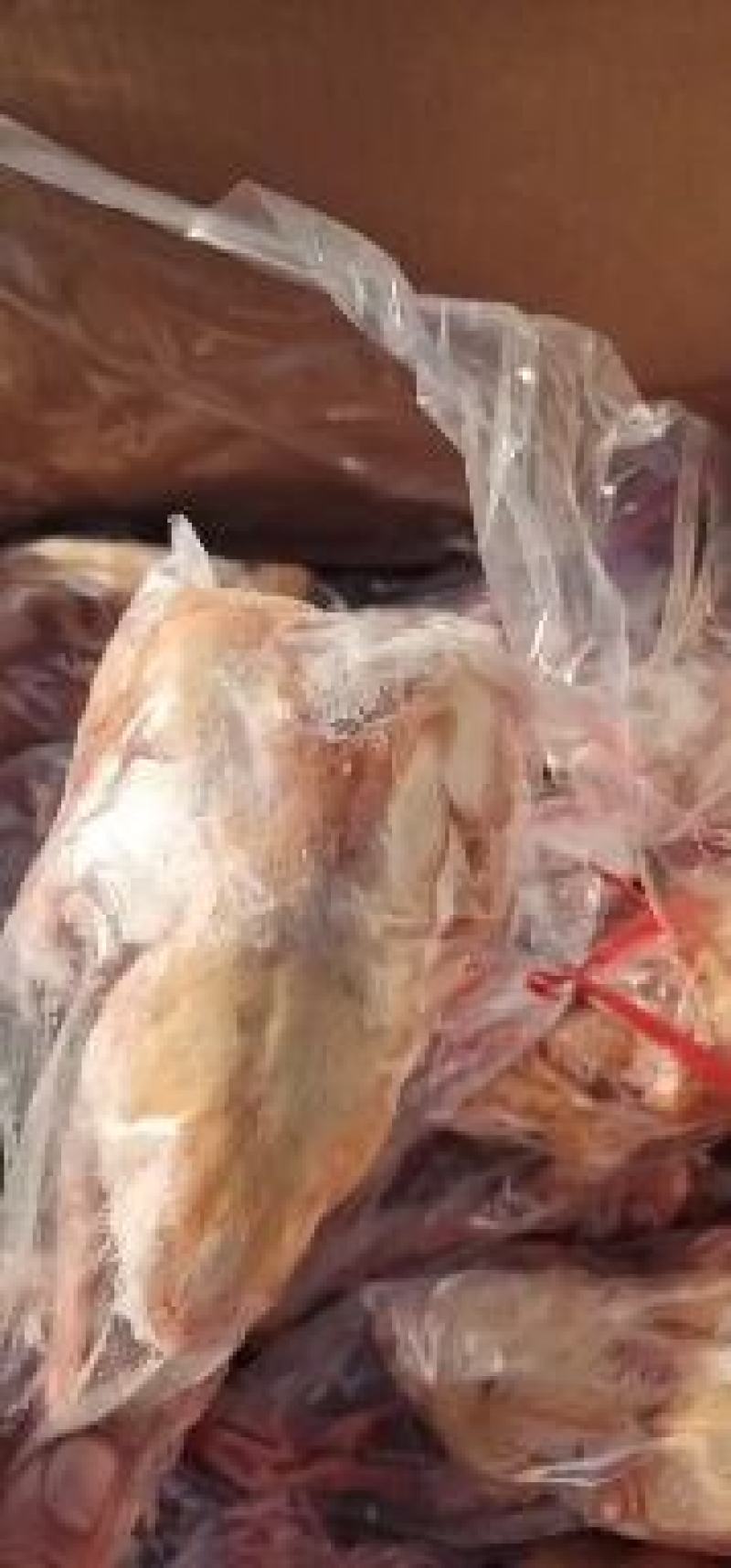 精品乳鸽，白条鸽，老鸽工厂直销规格齐全保质保量