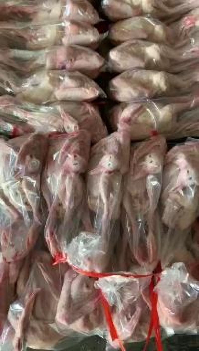 精品乳鸽，白条鸽，老鸽工厂直销规格齐全保质保量