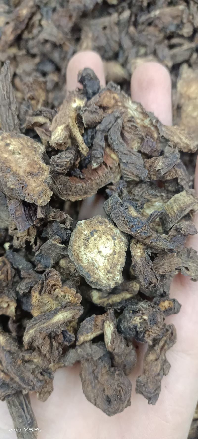 羌活
