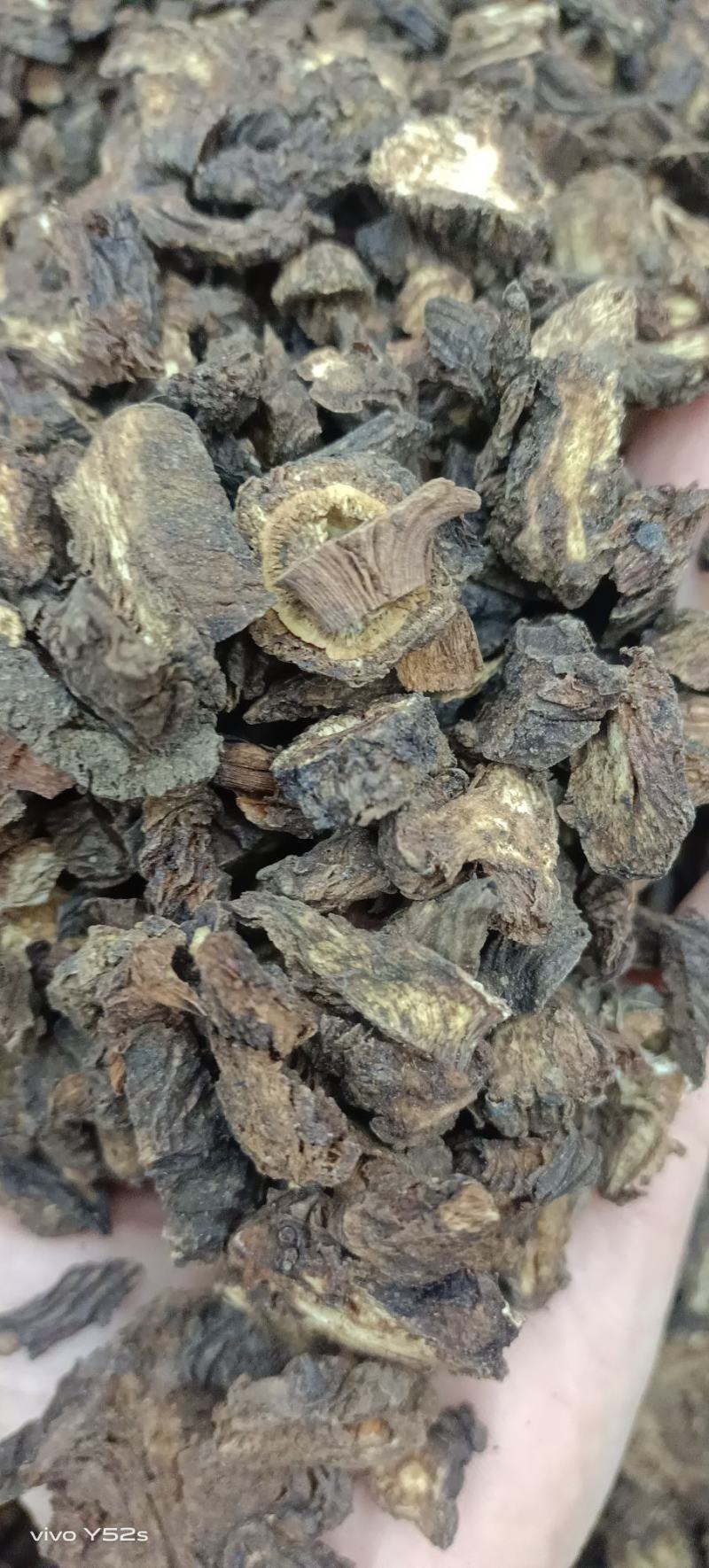 羌活