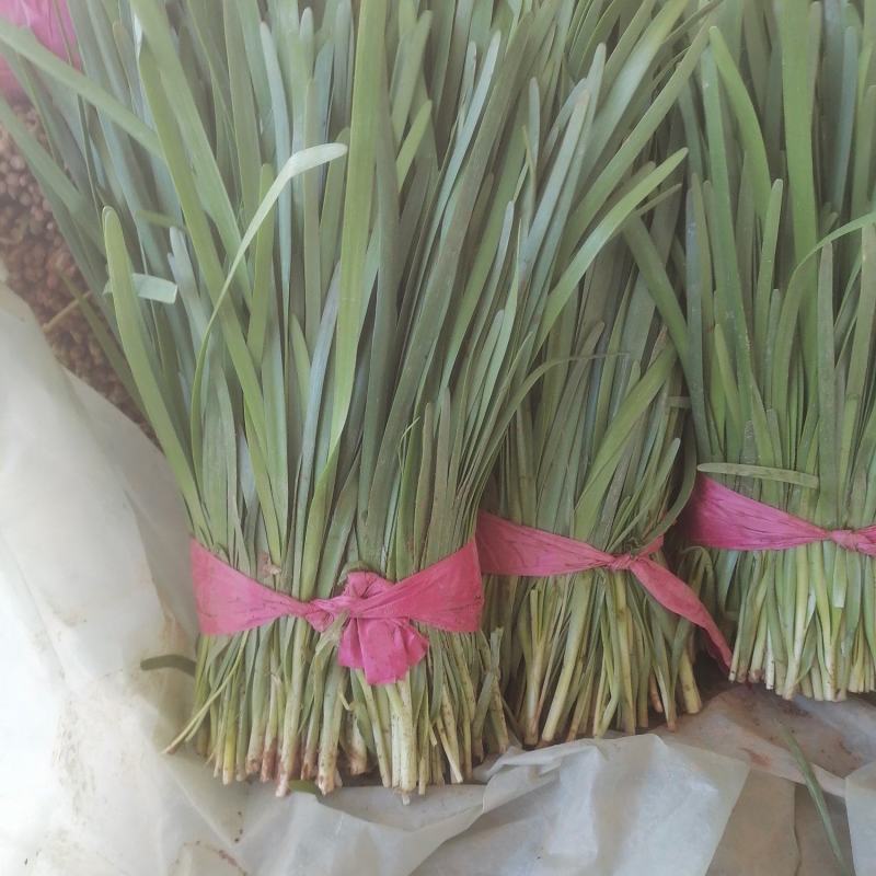 山东暖棚韭菜小叶韭菜，紫根韭菜，根粗，叶厚，价格优惠