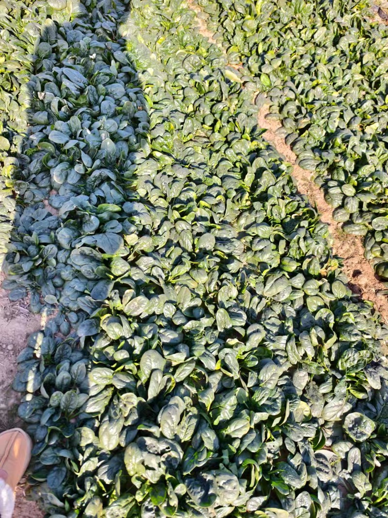 趴地菠菜产地直发一手货源，品质保证代发全国。