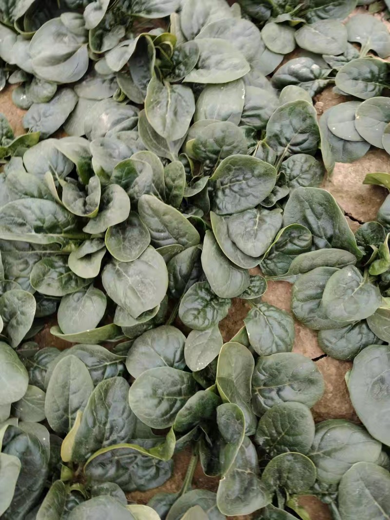 趴地菠菜产地直发一手货源，品质保证代发全国。